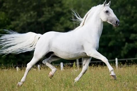 Lipizzaner Horse
