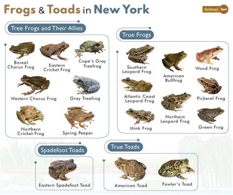 List Of Frogs And Toads Found In New York With Pictures