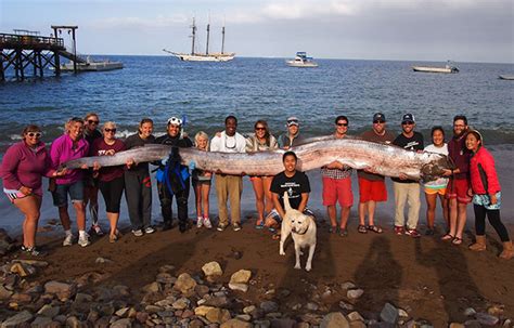 Longest Bony Fish Guinness World Records
