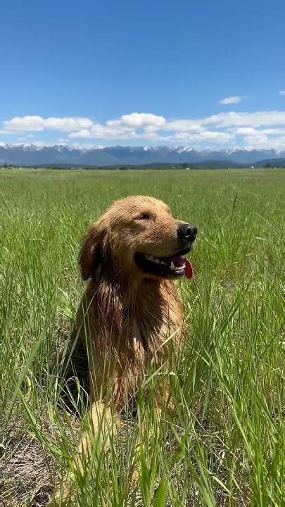 Love Puppies Kalispell Goldenretriever Dogs Dogsofinstagram