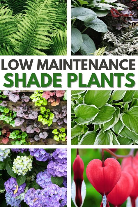 Low Maintenance Shade Plants Florida At Kate Terry Blog
