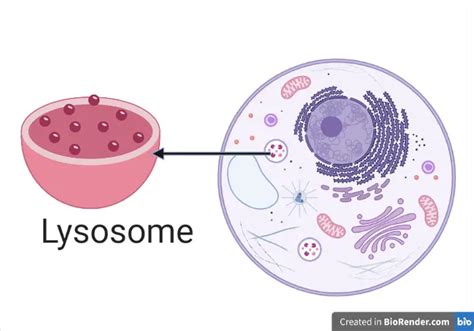 Lysosome Structure And Function Microbe Online