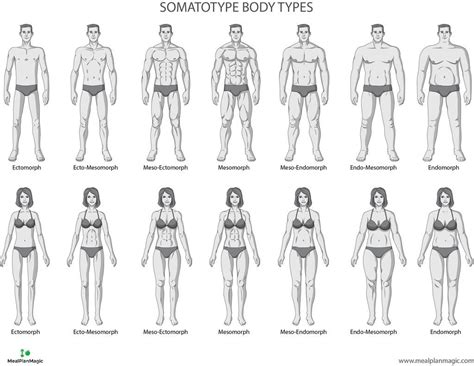 Male Body Types Chart Male Body Types Chart