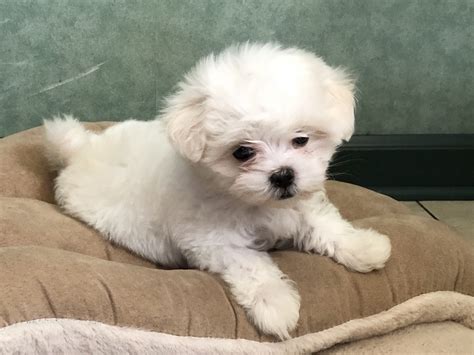 Maltese Puppies For Sale Port Reading Avenue Woodbridge Township Nj