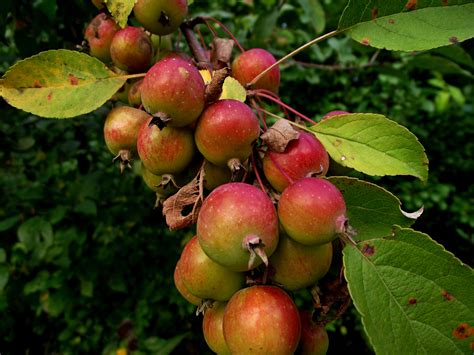 Malus Sylvestris Common Crab Apple