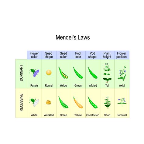 Mendel S Laws Of Inheritance Mendelian Inheritance Biology Notes Online Mendel S Laws Of Inheritance Mendelian Inheritance Biology Notes Online