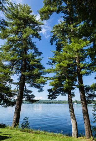Discover Michigan's Iconic State Tree Mystery!
