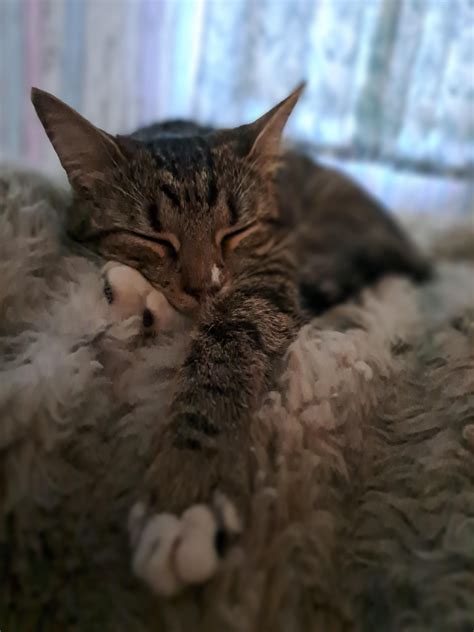 Minnie The Minx Aka The Tiniest Terror R Tabbycats