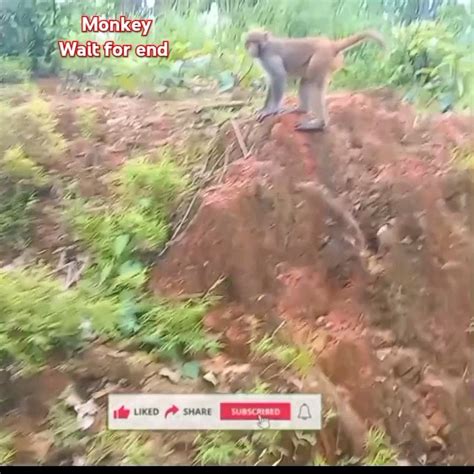 Monkeys Funny Video Shorts Shortsfeed Monkey Monkeys Bandar