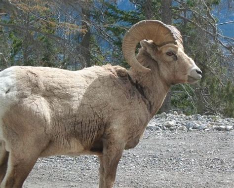 Montana Mountain King Sheep