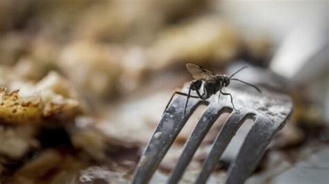 More Montreal Restaurants Grocery Stores Cited For Unsanitary