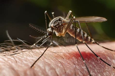 Mosquito Bite Close Up Of A Mosquito On The Skin Bite On The Arm Mosquito Bite Close Up Of A Mosquito On The Skin Bite On The Arm