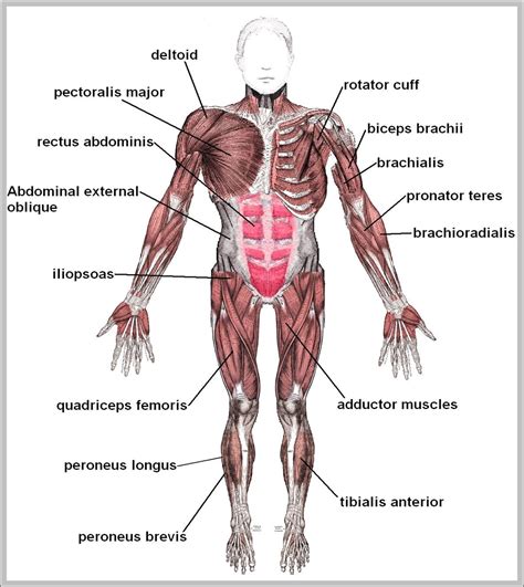 Muscles Of The Human Body