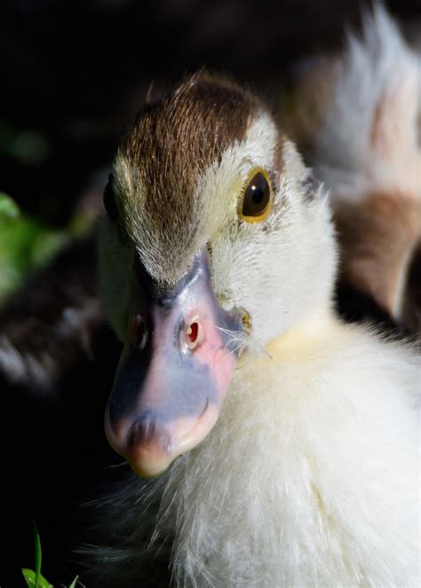 Muscovy Duckling Largo Central Park Nature Preserve Largo Flickr