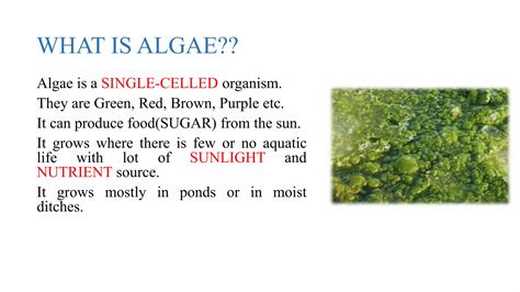 Names Of Algea In Food Vs. Common Algae In Cuisine