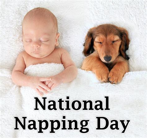 Nap Of The Day