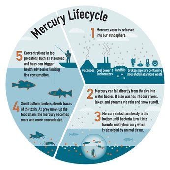 Navigating Mercury In Seafood Fda S New Survey And Seatopia S Commitm Seatopia Navigating Mercury In Seafood Fda S New Survey And Seatopia S Commitm Seatopia