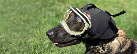 Nihl Why Your Dog Needs Hearing Protection Rex Specs