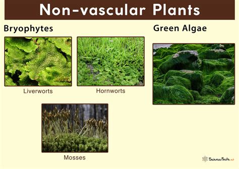 Non Vascular Plants: Discover Their Hidden Wonders