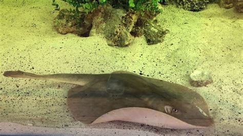 North Carolina Aquarium Astonished After Female Stingray Becomes Pregnant With No Male Stingrays Nearby Fox News