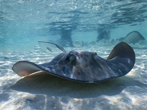 North Carolina Pregnant Stingray