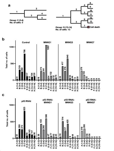 Number Of Progeny Produced From A Progenitor A Example Cell Lineages