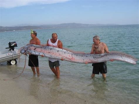 Oarfish The Longest Fish In The World Amusing Planet