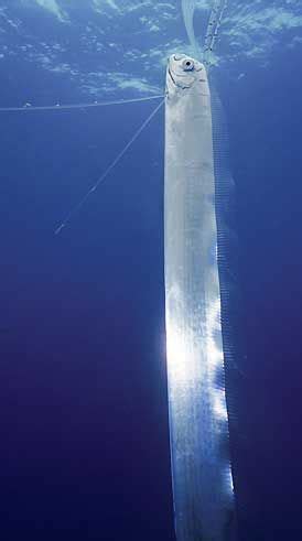 Oarfish The World S Longest Fish Factzoo Com