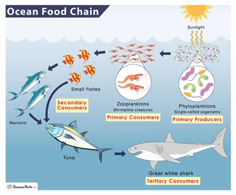 Ocean Food Chain Ocean Food Chains Jump Inc Ocean Food Chain Ocean Food Chains Jump Inc