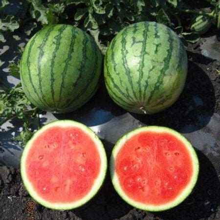 Ocelot F1 Watermelon Seeds
