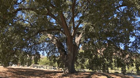 Old Glory Oak Tree In Stevenson Ranch Named Historic Landmark