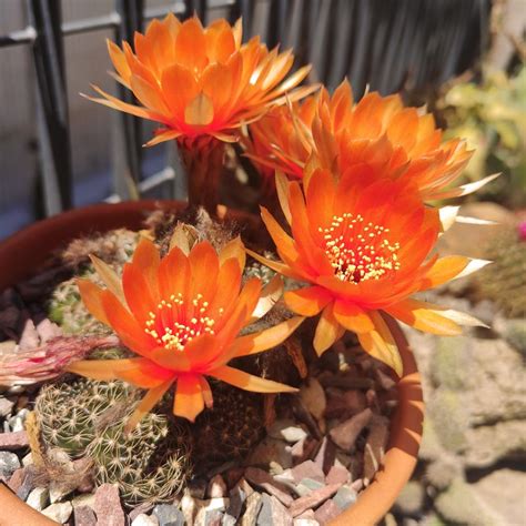 Orange Crush Cactus