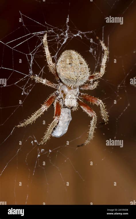 Orb Weaver Neoscona Crucifera Secrets Unveiled