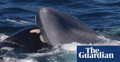 Orcas Recorded Killing And Feeding On Blue Whales In Brutal Attacks Whales The Guardian Orcas Recorded Killing And Feeding On Blue Whales In Brutal Attacks Whales The Guardian