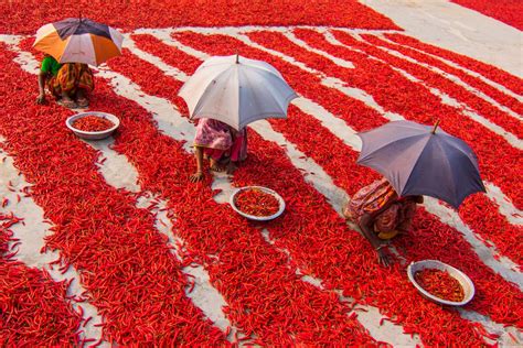 Organic Crushed Red Chilis Crop Report March 2023 Market Trends Analysis