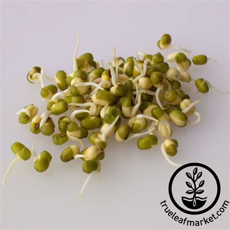Organic Mung Bean Sprouting Seeds Easy Grow Fresh Chinese Food 5 2 Oz Ebay Organic Mung Bean Sprouting Seeds Easy Grow Fresh Chinese Food 5 2 Oz Ebay