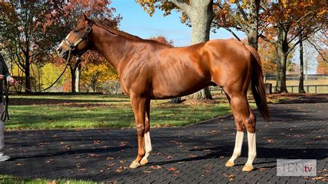 Ortley Avenue Ire Archives Tdn Thoroughbred Daily News Horse Racing News Results And Video Thoroughbred Breeding And Auctions