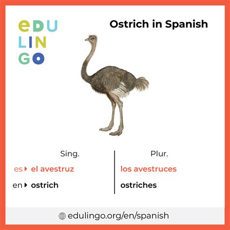 Ostrich in Spanish: Unveiling the Avian Name Secrets