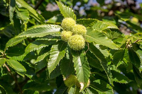 Overview European Chesnut