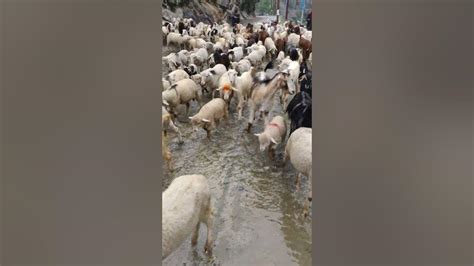 Paddar To Kishtwar Beautiful Nature Nature Shortfeed Shots Youtube Paddar To Kishtwar Beautiful Nature Nature Shortfeed Shots Youtube