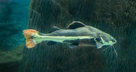 Pangasius High Finned Fish With A White Stripe On The Background Of The Rocks Of The Seabed Stock Image Image Of Turtle Nature 289164329