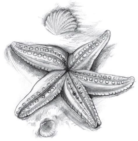 Pencil Sketch How To Draw Starfish Star Fish Drawing With Pencil