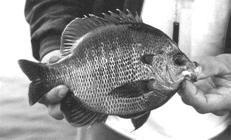 Perris Panfish California Fly Fisher Perris Panfish California Fly Fisher