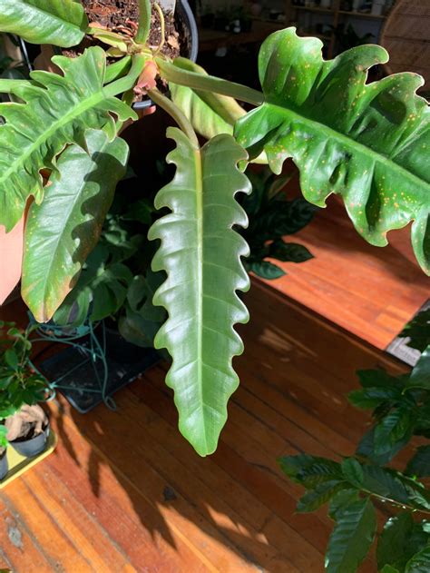 Philodendron Narrow Jungle Boogie