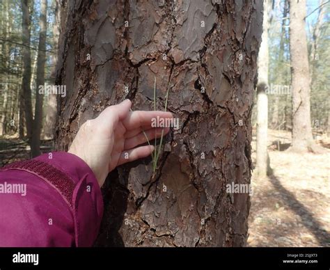 Pitch Pine Pinus Rigida Plantae Franklin Massachusetts United