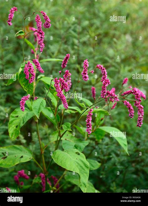 Uncover the Secrets of Polygonum Persicaria: Nature's Hidden Herb