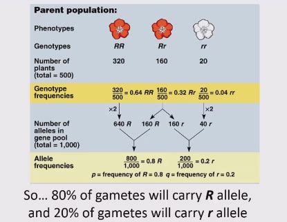 Population Genetics Flashcards Quizlet