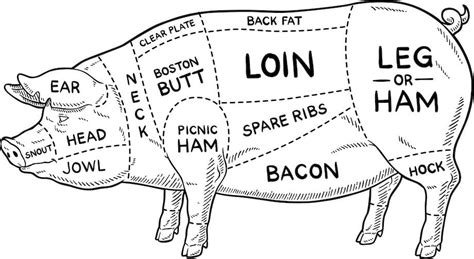 Pork Cuts 101 An Essential Guide To Different Cuts Of Pork Coleman
