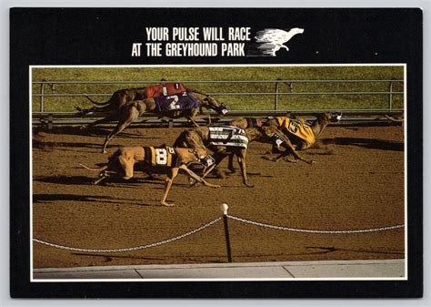 Postcard Dog Racing At Greyhound Park Wi 4711485128 Postcard Dog Racing At Greyhound Park Wi 4711485128