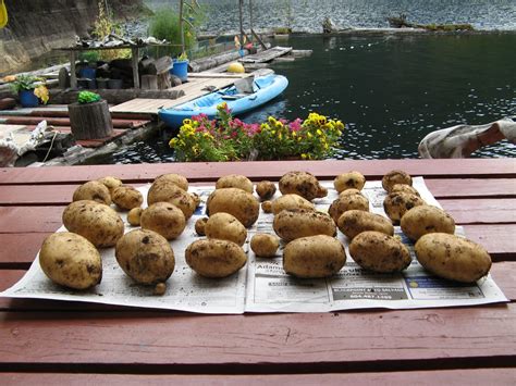 Powell River Books Blog Harvesting And Storing Potatoes